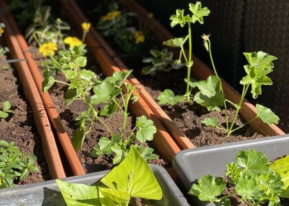 Dnes osázeno 30 truhlíků